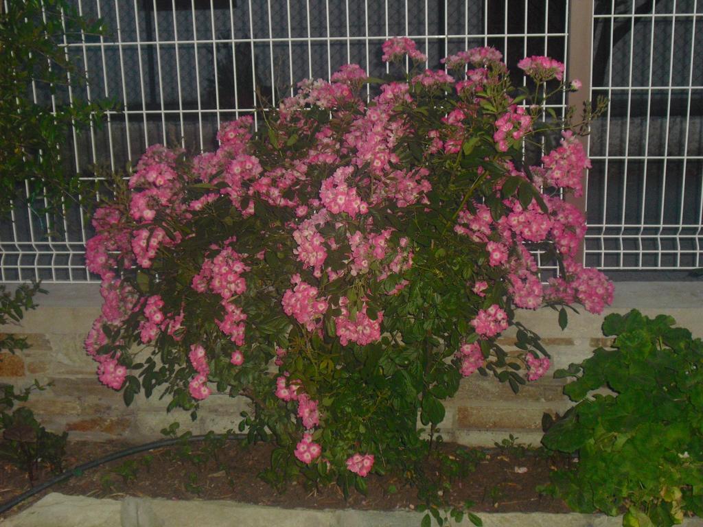 Guesthouse Irene Афисос Екстериор снимка